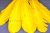 Декоративный Пучок из перьев, перо 23см/желтый - купить в Грозном. Цена: 12.19 руб.