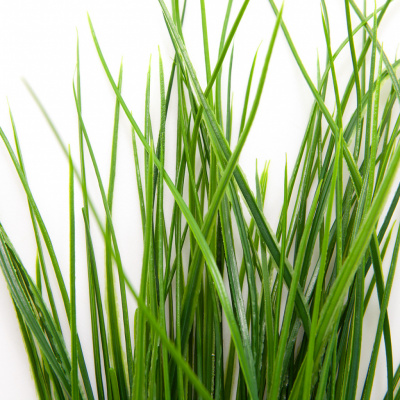 Трава искусственная -4, шт  (осока 50 см/8 см  7 листов)				 - купить в Грозном. Цена: 130.73 руб.